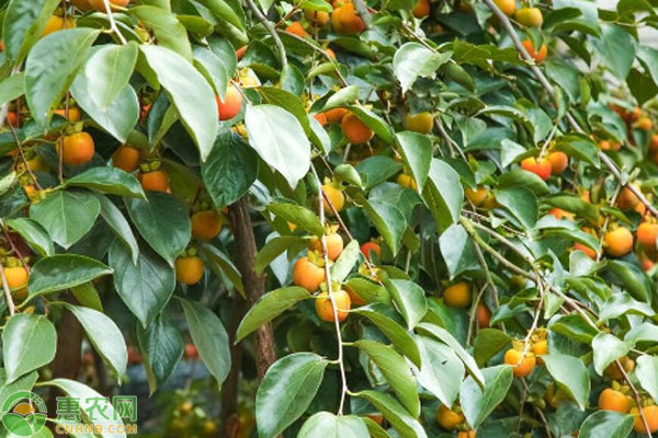 2026年柿树苗价格多少钱一棵？(图3)