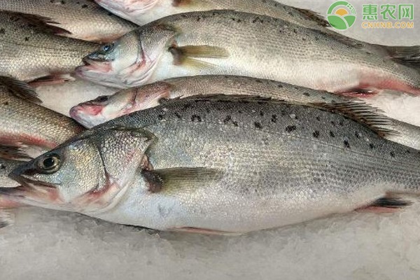 2026年鲈鱼价格多少钱一斤？(图1)