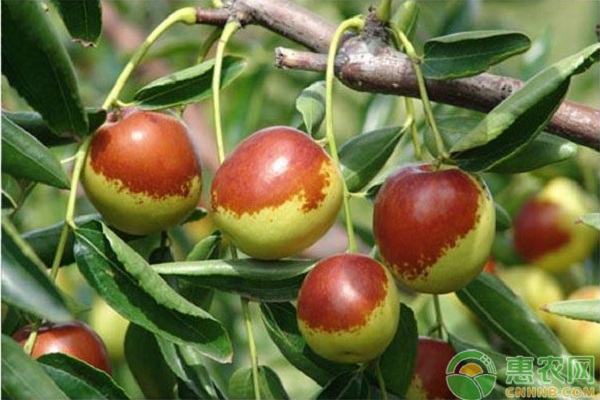 2026年枣树苗价格多少钱一棵？(图2)