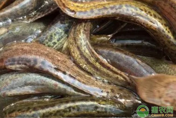 2026年泥鳅价格多少钱一斤？(图1)