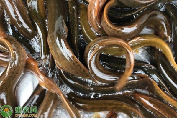2026年泥鳅价格多少钱一斤？(图2)
