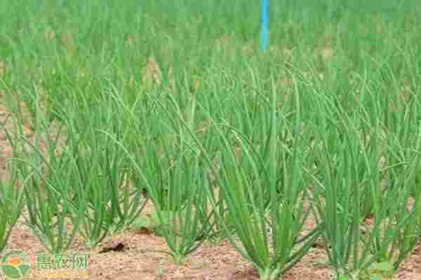 2026年小葱价格多少钱一斤？(图1)