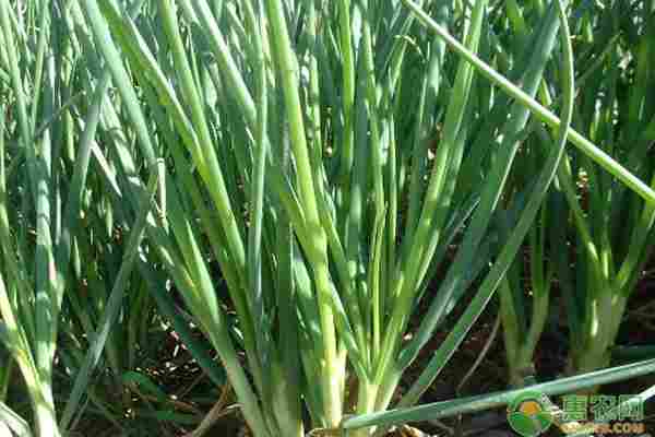 2026年小葱价格多少钱一斤？(图2)